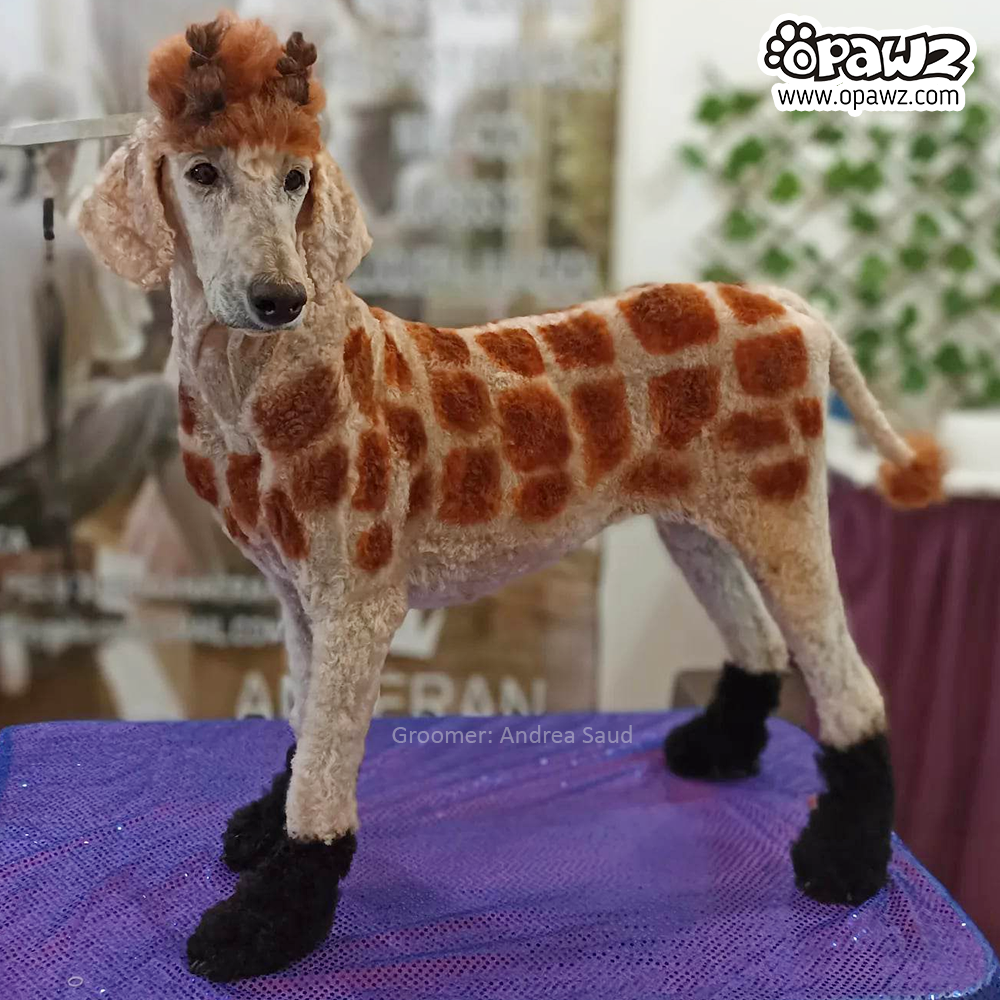 חבילת צבעי OPAWZ לדוגמת חיות 5