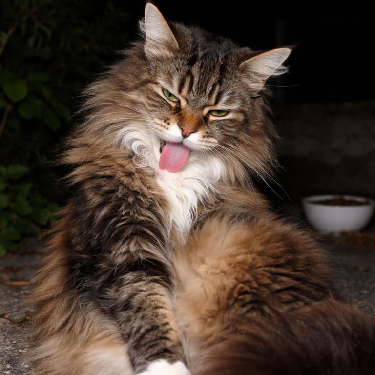 Lalinha