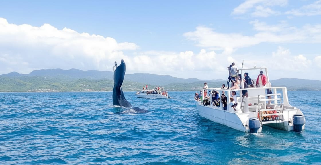 Madre ballena jorobada y su cría nadando apaciblemente en la Bahía de Samaná