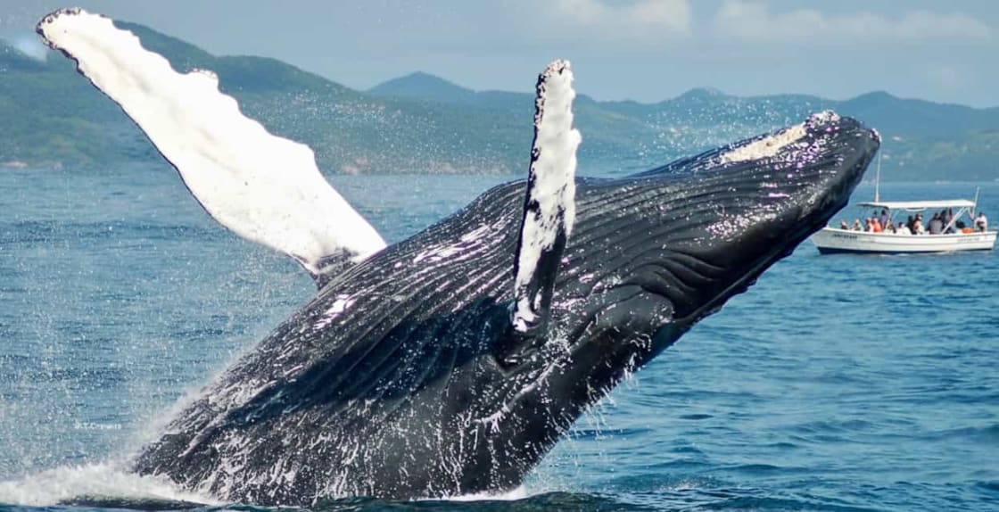 Barco de excursión ballenas navegando en la Bahía de Samaná, vista aérea