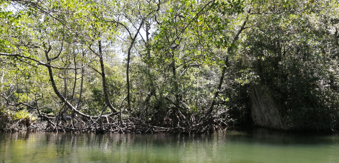 Fauna del Parque Nacional Los Haitises — aves y vida silvestre en manglares República Dominicana