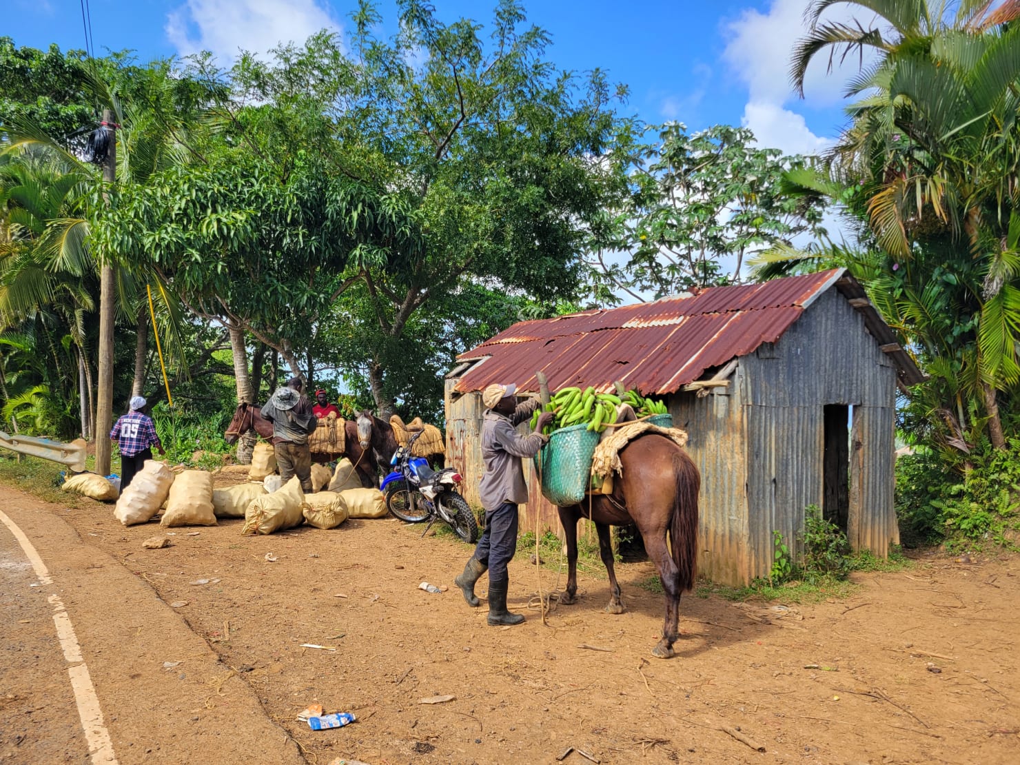 Vie rurale à Miches — un homme et son cheval chargeant des bananes plantains près d'une maison de bois, scène dominicaine authentique