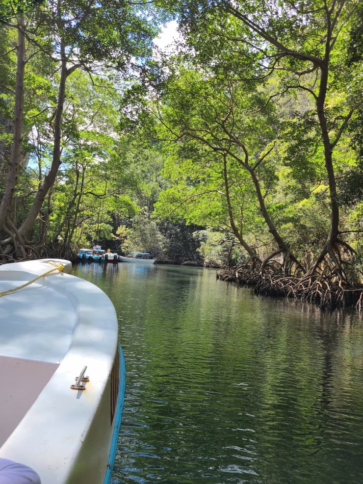 Mangroves au Parc National Los Haitises