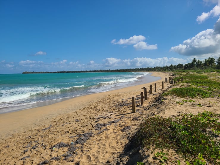 Nature tropicale luxuriante autour de la Plage Esmeralda à Miches République Dominicaine