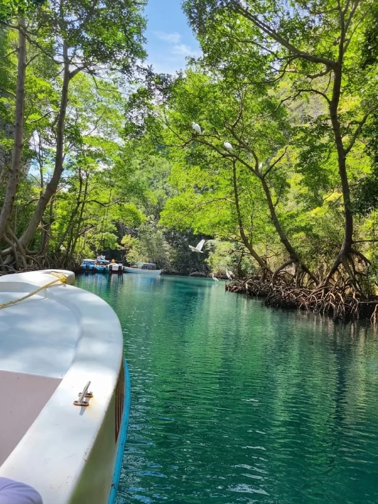 Manglares en el Parque Nacional Los Haitises