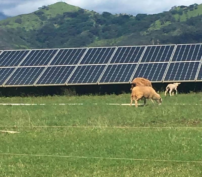 solar panel and cattle