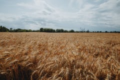 Expansive golden wheat field under a broad, cloudy sky in summer, showcasing nature's agricultural beauty.