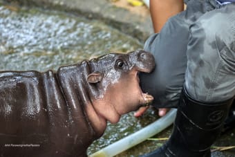 Ethereum Co-founder Vitalik Buterin 'Adopts' Viral Pygmy Hippo Moo Deng