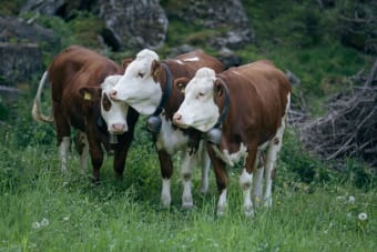 A trio of brown and white cows wearing bells grazing in a lush green meadow.