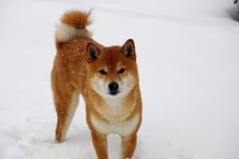 Dogecoin Mining Proves Three Times More Profitable Than Bitcoin for BIT Mining