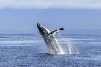 Solana Whales Bet Bearish on Deribit as SOL Price Drops Ahead of Unlock