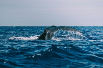 Dormant Bitcoin Whale Moves $40 Million in BTC After More Than a Decade