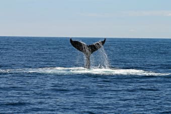 Satoshi-Era Bitcoin Whale Sells 9,000 BTC Worth Over $1 Billion as BTC Slides Below $117K