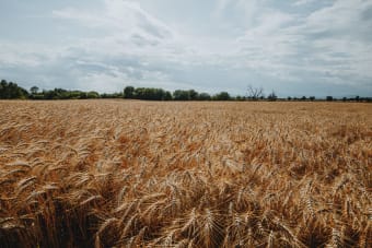 Expansive golden wheat field under a broad, cloudy sky in summer, showcasing nature's agricultural beauty.