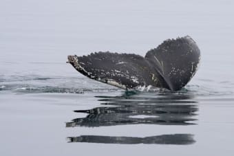 Whales Flock to U.S. Exchanges as Liquidity Surges Amid Regulatory Clarity