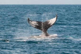 Chainlink Price Forms Double Bottoms as Whales Accumulate