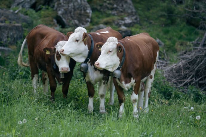 A trio of brown and white cows wearing bells grazing in a lush green meadow.