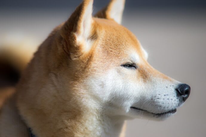 Dogecoin Surges 10% Amid Elon Musk Endorsement, Bitcoin ETFs See $541M Outflows Pre-U.S. Election