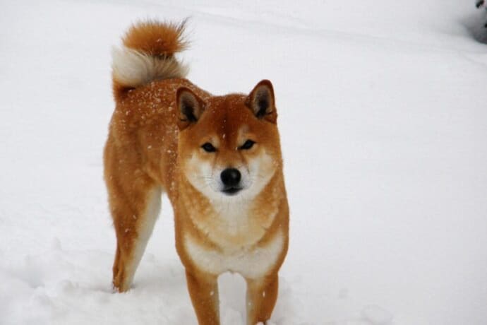 Dogecoin Mining Proves Three Times More Profitable Than Bitcoin for BIT Mining