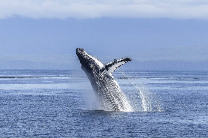 Understanding Bitcoin Whales in 2024: Identifying and Observing the Giants of the Crypto Sea