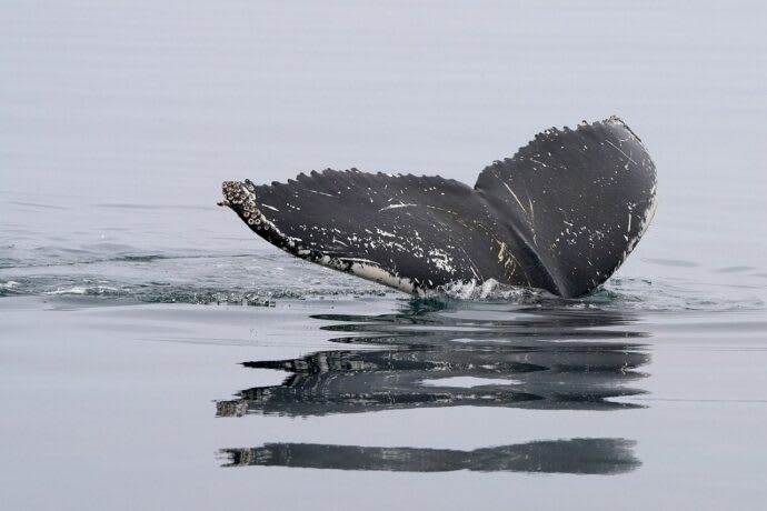 Whales Flock to U.S. Exchanges as Liquidity Surges Amid Regulatory Clarity