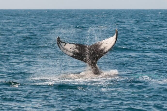 Chainlink Price Forms Double Bottoms as Whales Accumulate