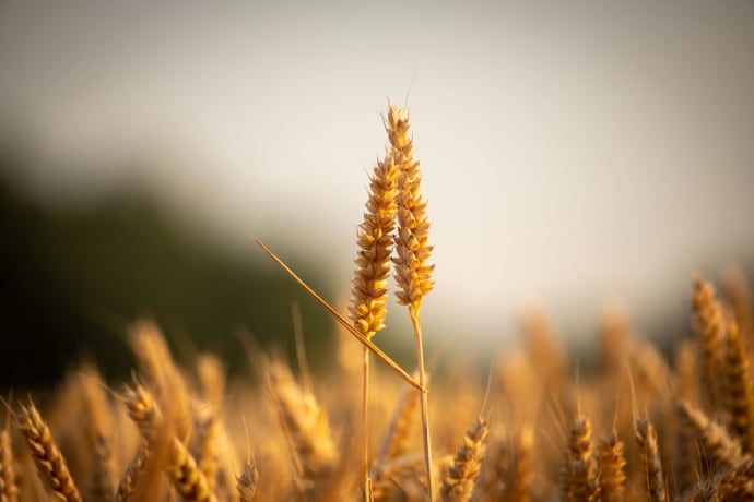 Close-up shot of a golden wheat field at sunset, highlighting the harvest season.
