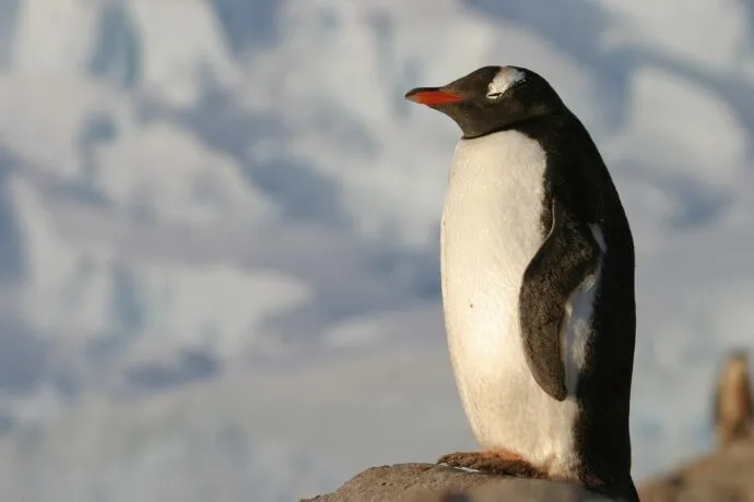 antartica, penguin, animal-3427135.jpg