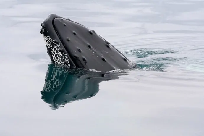 whale, humpback whale, iceland