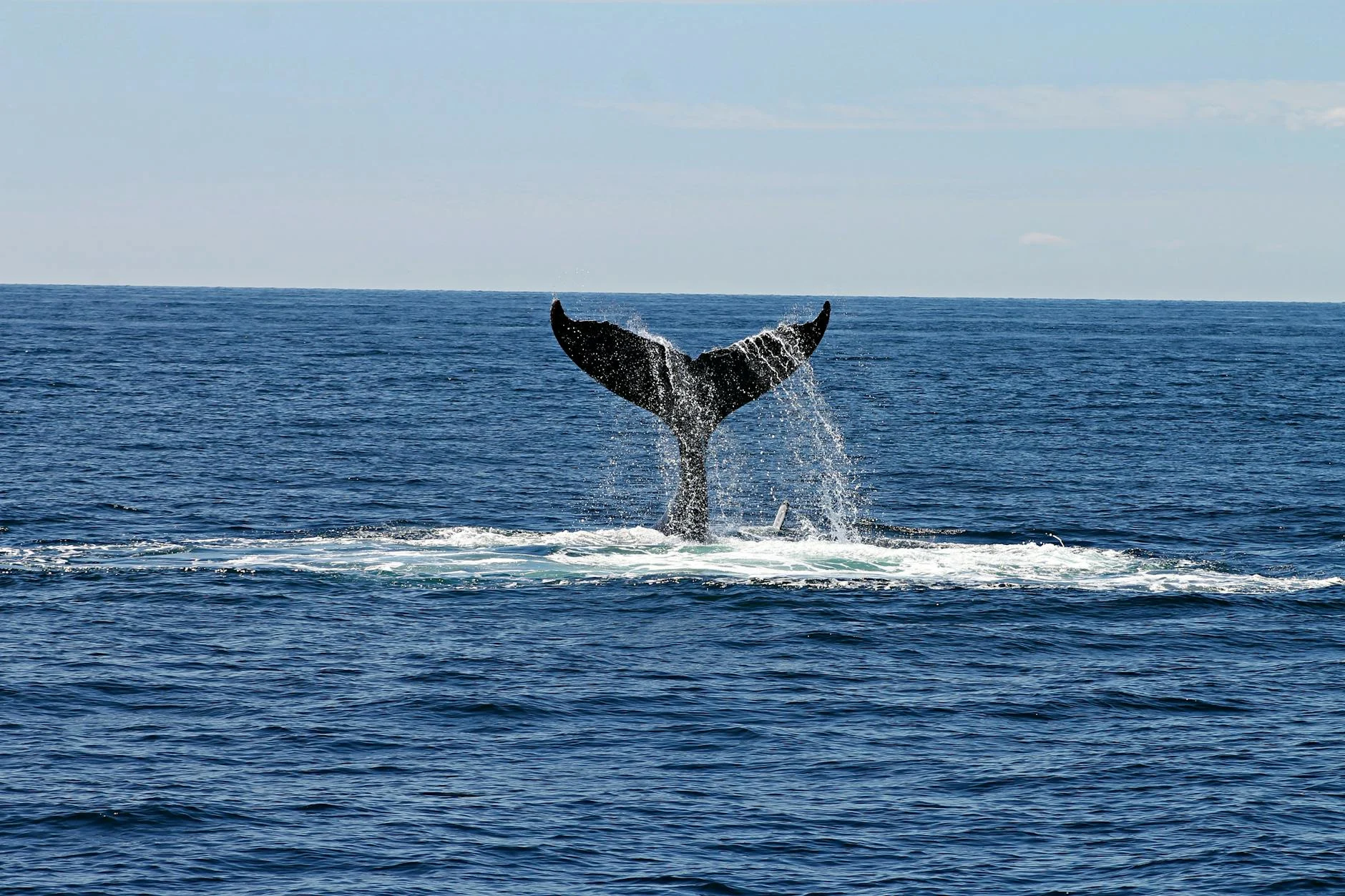Majestic view of a whale's tail splashing through ocean waters under a clear sky.