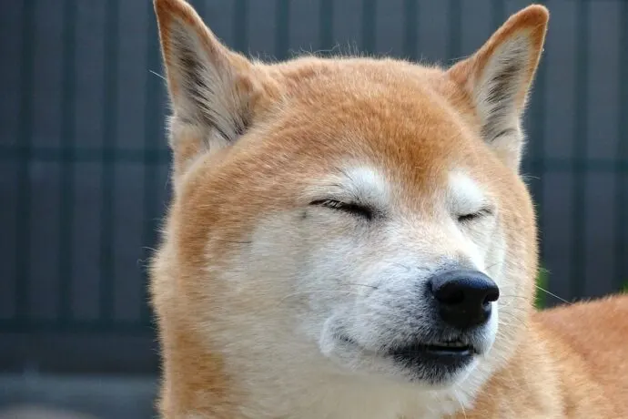 dog, animal, portrait-