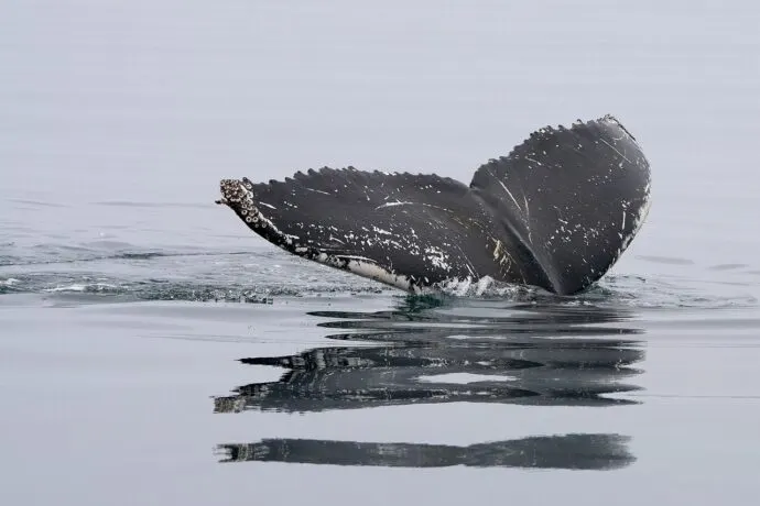 whale, humpback whale, tail fin-8274339.jpg