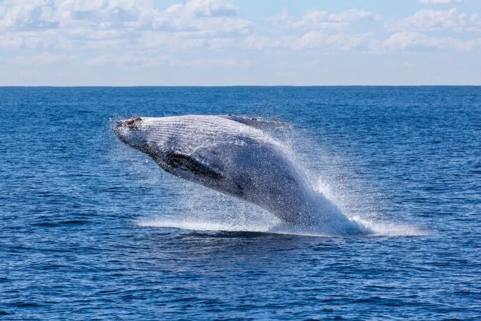 fish, nature, ocean-whale