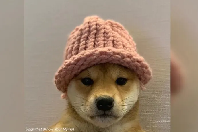 Dogwifhat, meme coin