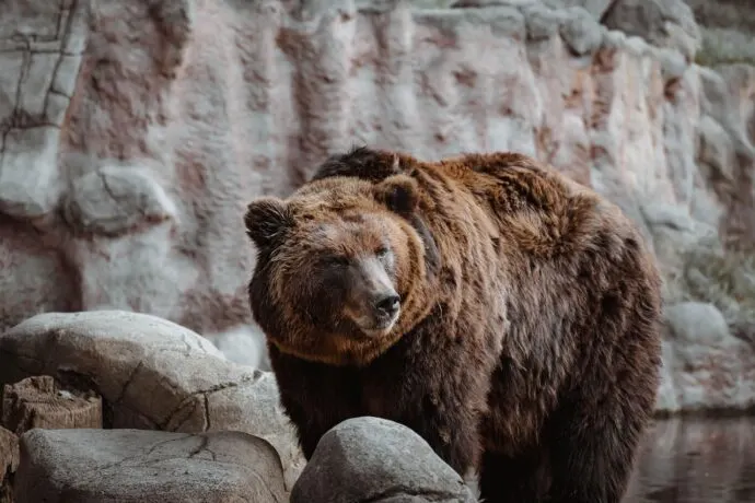 animal, bear, nature-4494180.jpg