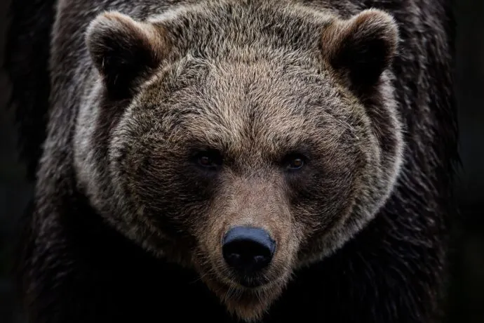 brown bear, grizzly bear, bear-7591629.jpg