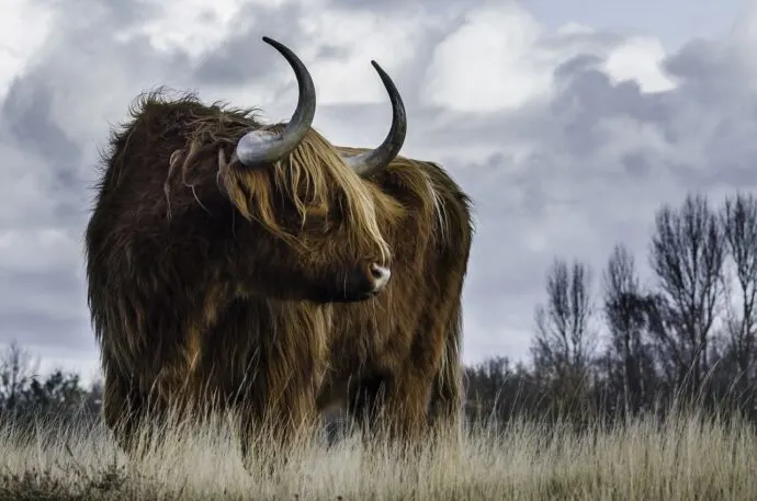 bull in a field, animal