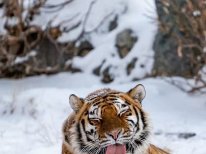 С Годом Тигра вас, дорогие земляки!