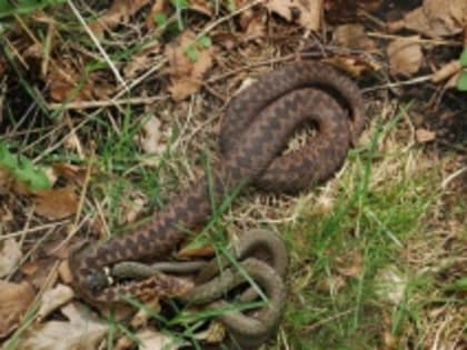 Что делать, если укусила змея?