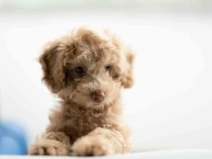 Поздравляем банковских работников и отмечаем День пушистой нежности