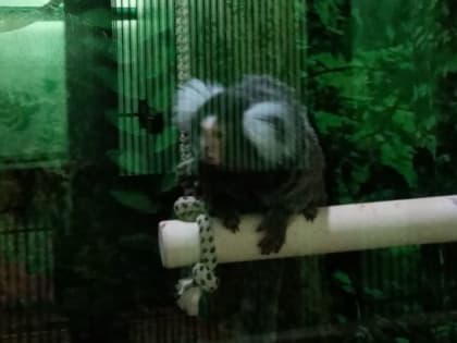 Обезьяны тоже болеют! В Челябинском зоопарке зал приматов закрыли на карантин