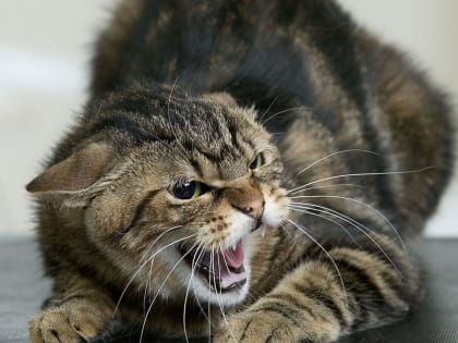 На юге Челябинской области введен карантин по бешенству