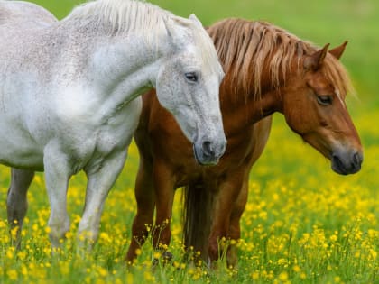 Конь не свой – продавай, не стой