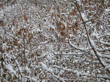 В Магнитогорске начинается снежная неделя