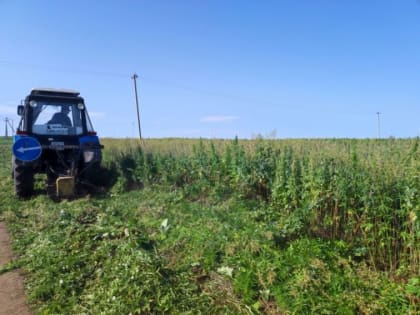 В Магнитогорске уничтожили дикорастущую коноплю