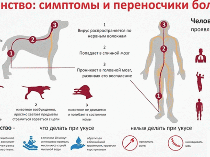 Челябинцы смогут бесплатно вакцинировать своих питомцев от бешенства