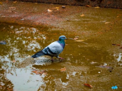 Прогноз погоды на понедельник