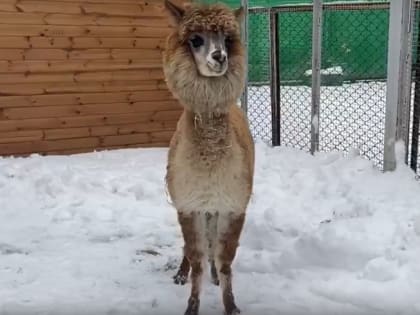 Челябинскому зоопарку подарили скромную красавицу альпаку