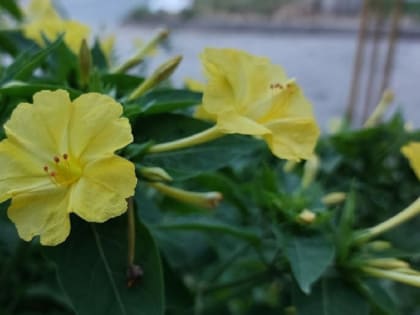 Челябинскую область накрыли дожди и ночное похолодание до +9 градусов