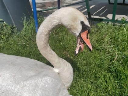 В Челябинской области спасли лебедя